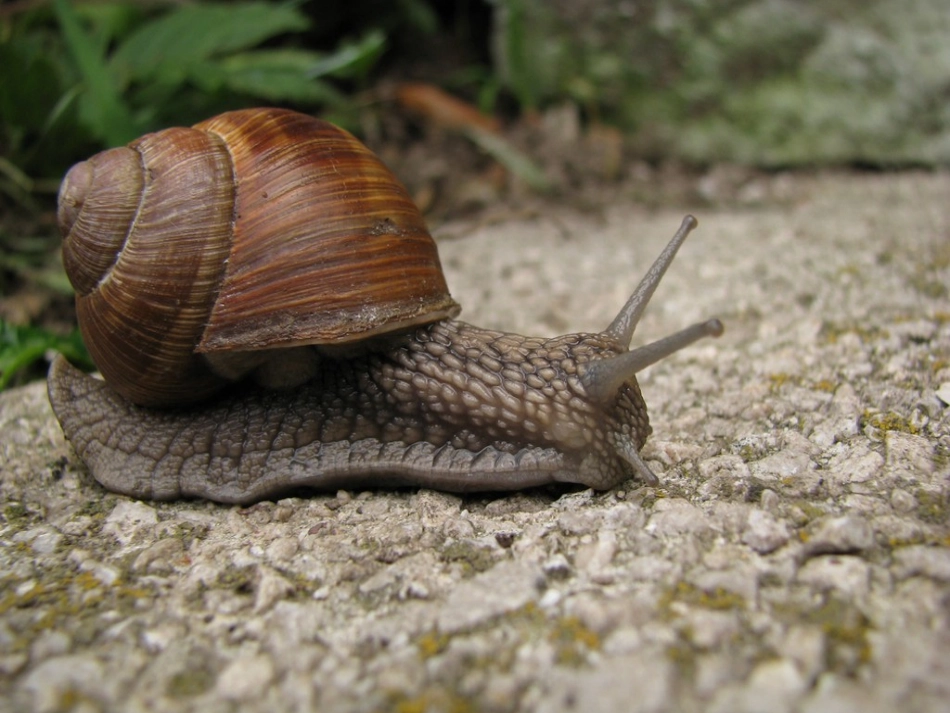 小蜗牛的故事2_第2页