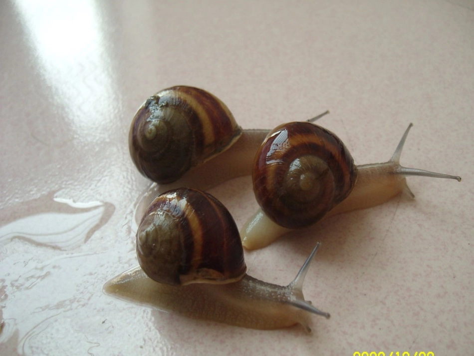 小蜗牛的故事2_第3页