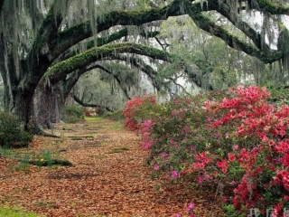 语文21课《搭石》课件3(2)