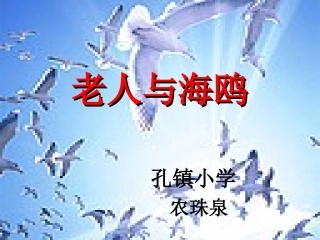 老人与海鸥01
