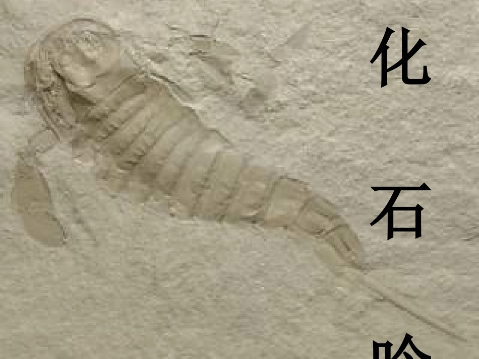 七年级语文化石吟_第1页