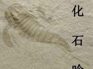 七年级语文化石吟