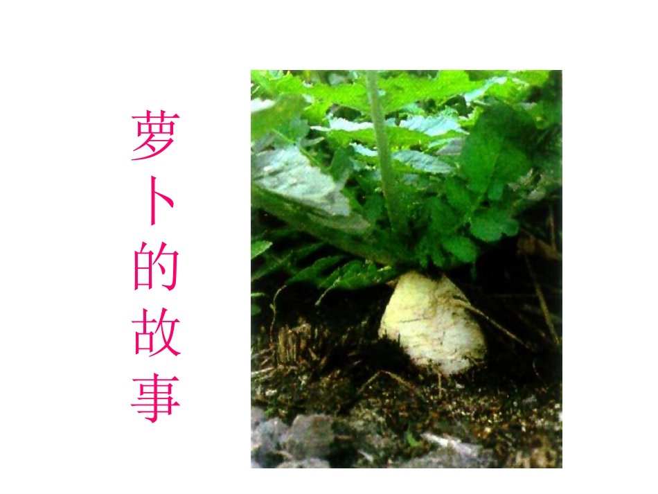 课件《萝卜的故事》_第1页