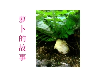 课件《萝卜的故事》