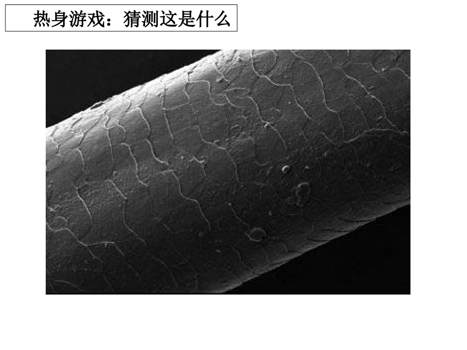 六下一5用显微镜观察身边的生命世界一 (2)_第2页