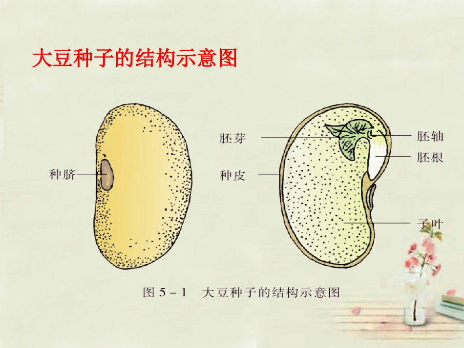 七年级生物上册“植物种子的萌发”课件_第3页