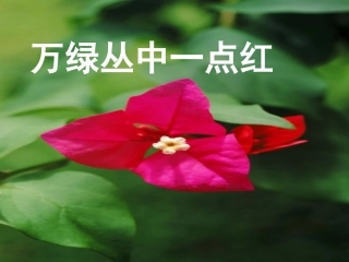万绿丛中一点红