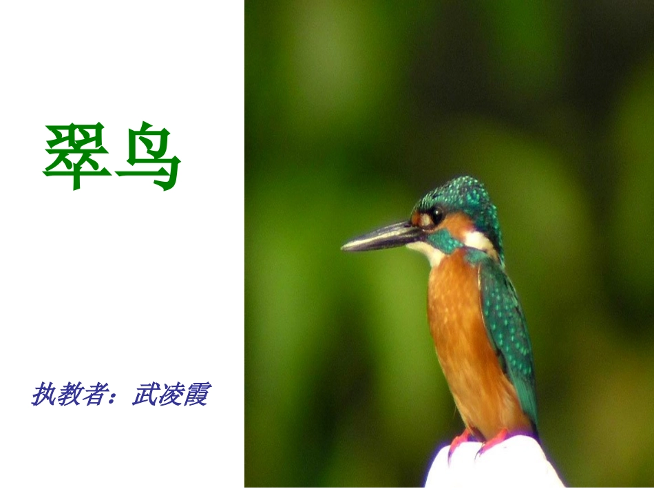 修改后翠鸟课件_第1页