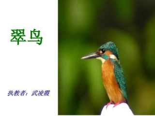 修改后翠鸟课件