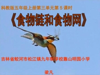 食物链和食物网演示文稿