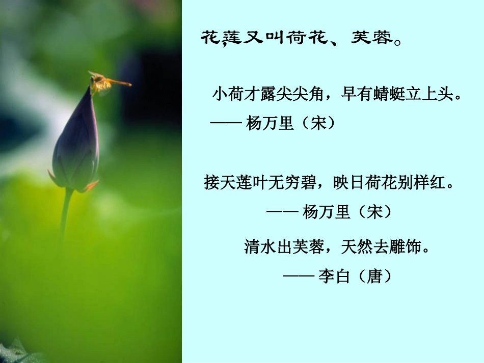 七年级语文下册《爱莲说》课件_第2页