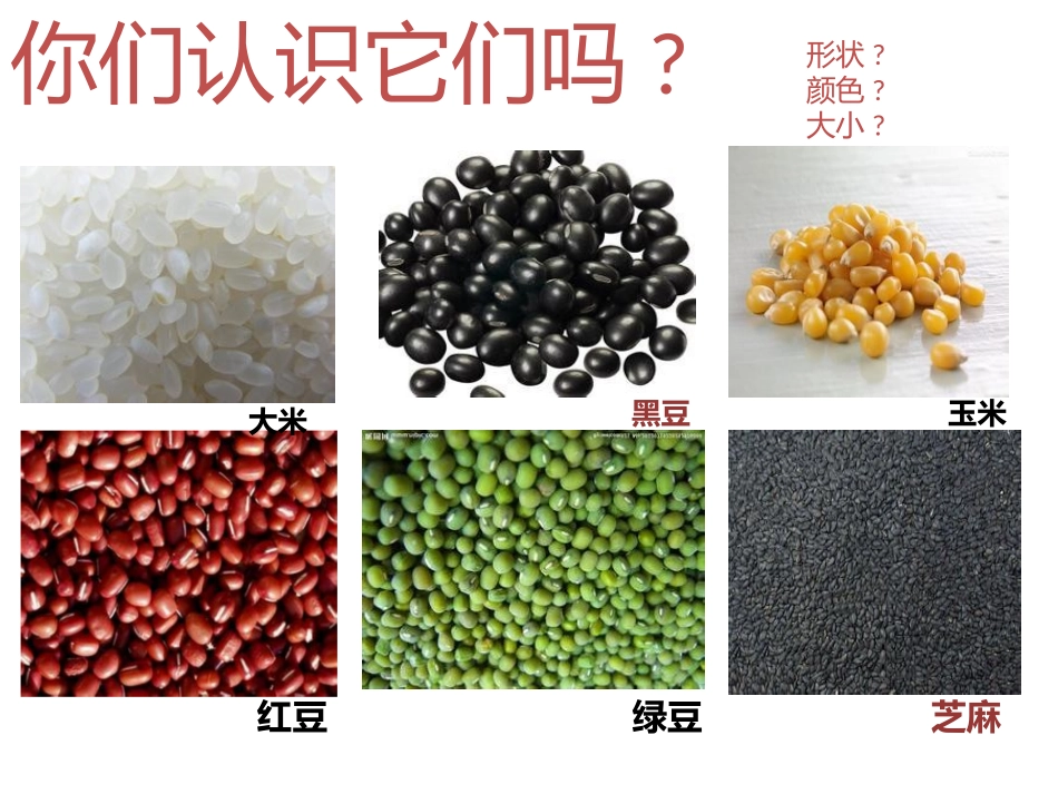 植物籽粒拼图_第2页
