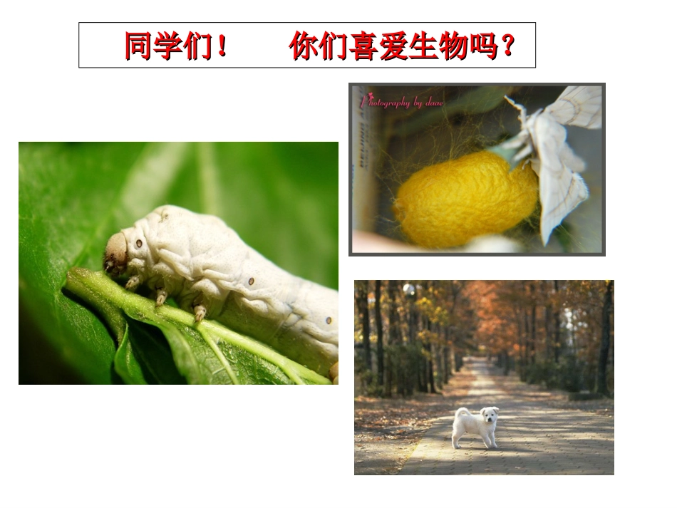 七年级上册-第一章-认识生物第一节-生物的特_第2页