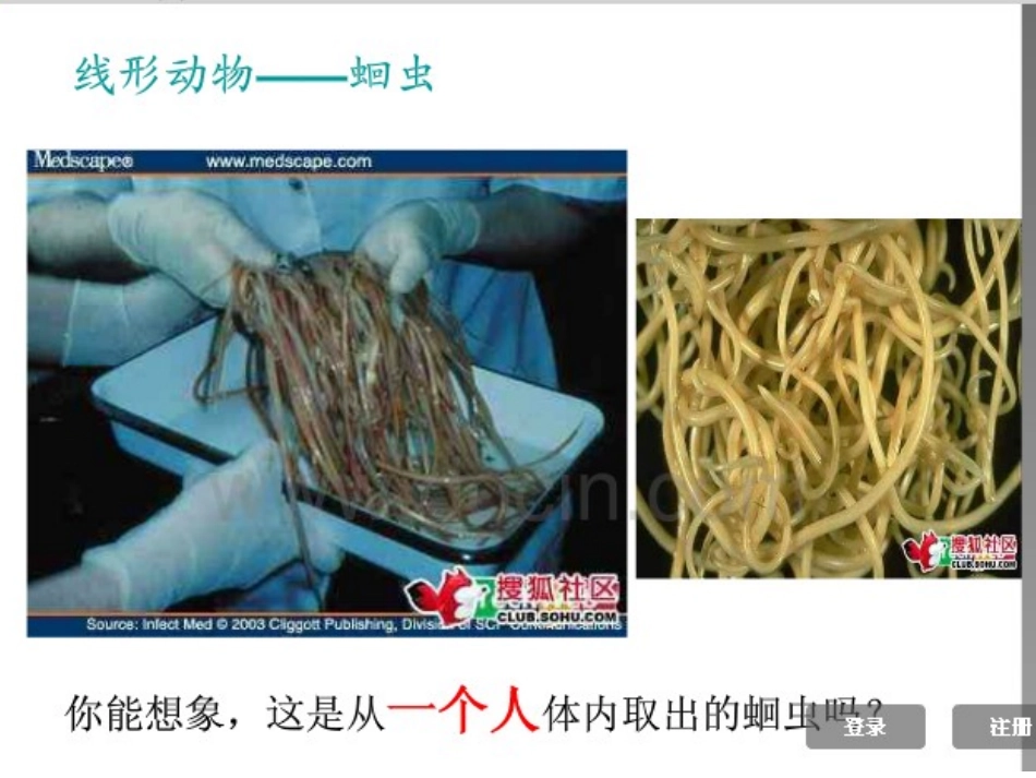 线形和环节动物_第2页