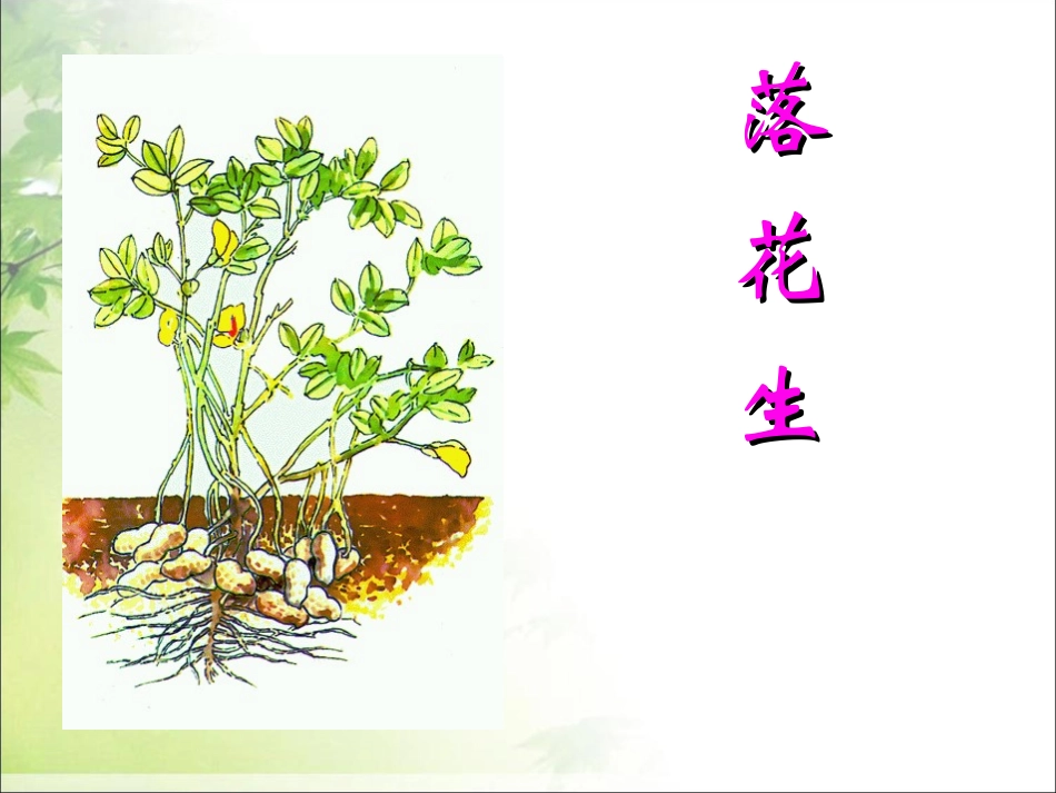 五年级上册《落花生》PPT演示课件 (2)_第1页