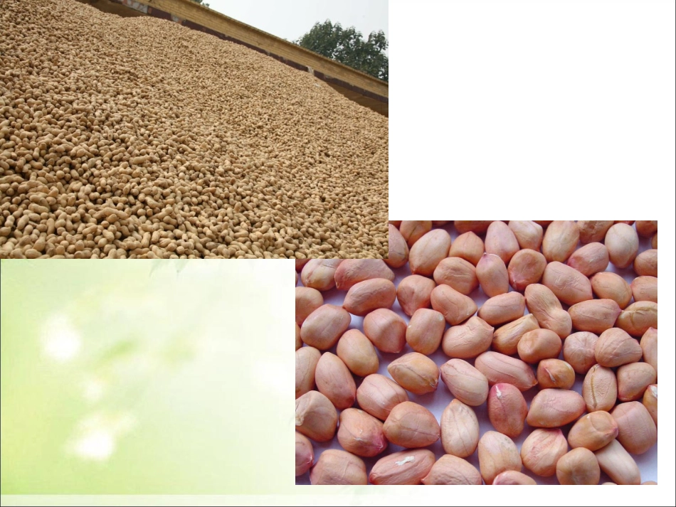 五年级上册《落花生》PPT演示课件 (2)_第2页