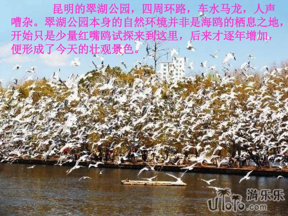 老人与海鸥 (4)_第2页