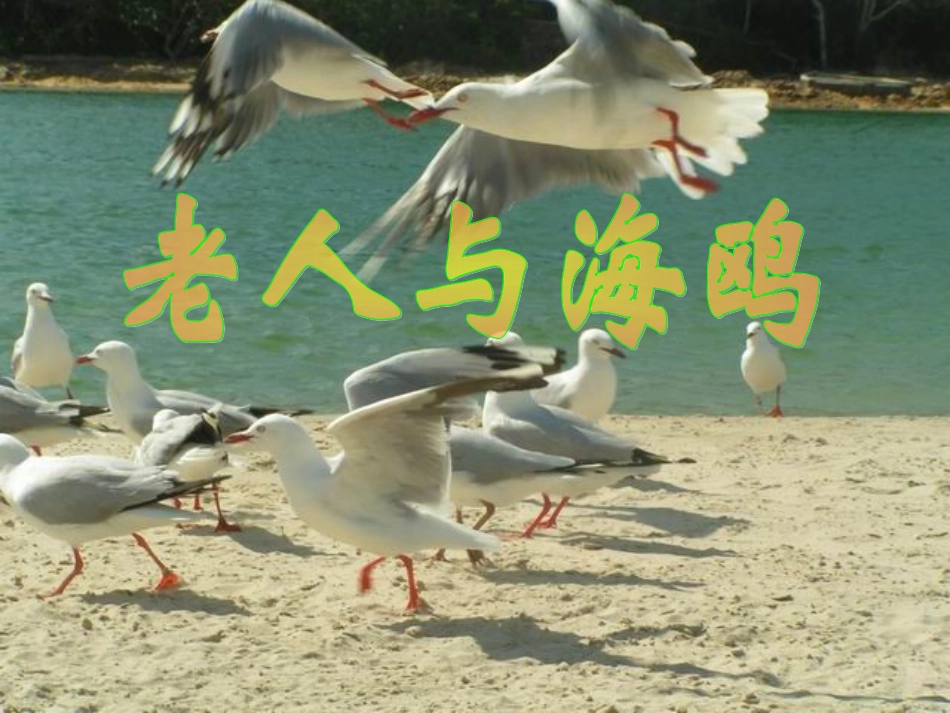 老人与海鸥 (4)_第3页