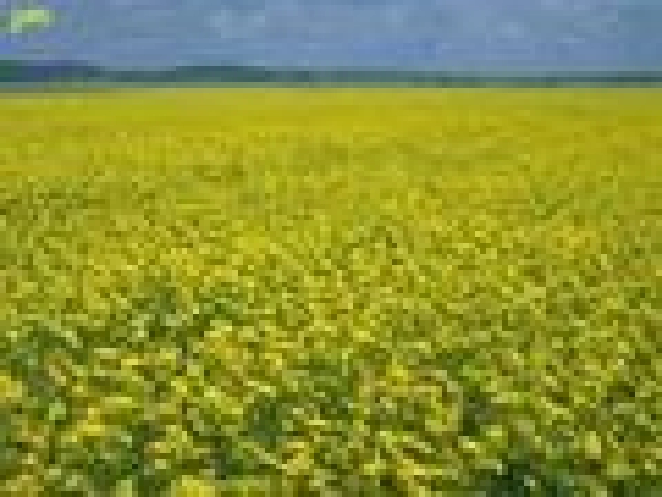 人教版小学语文一年级上册《阳光》PPT课件_第3页