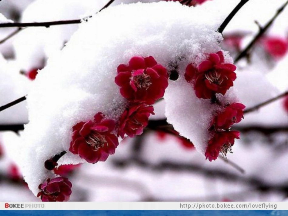 看雪 (5)_第2页