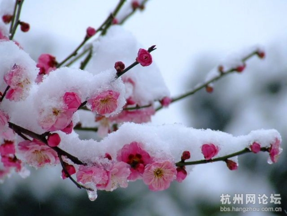 看雪 (5)_第3页