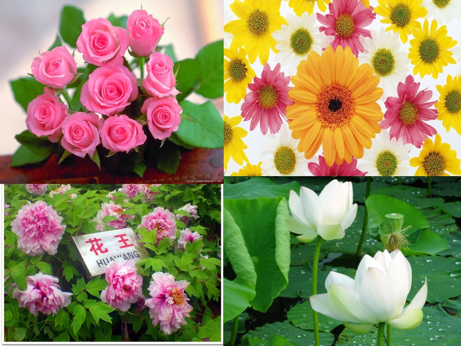 语文s版一年级上册《花朵》课件 (2)_第1页