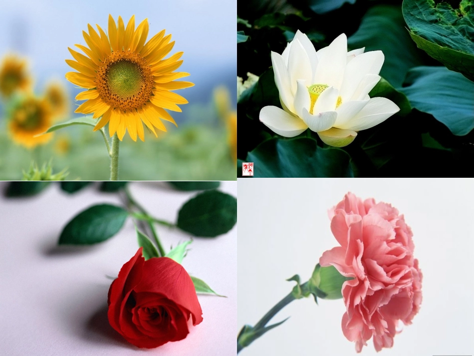 语文s版一年级上册《花朵》课件 (2)_第2页