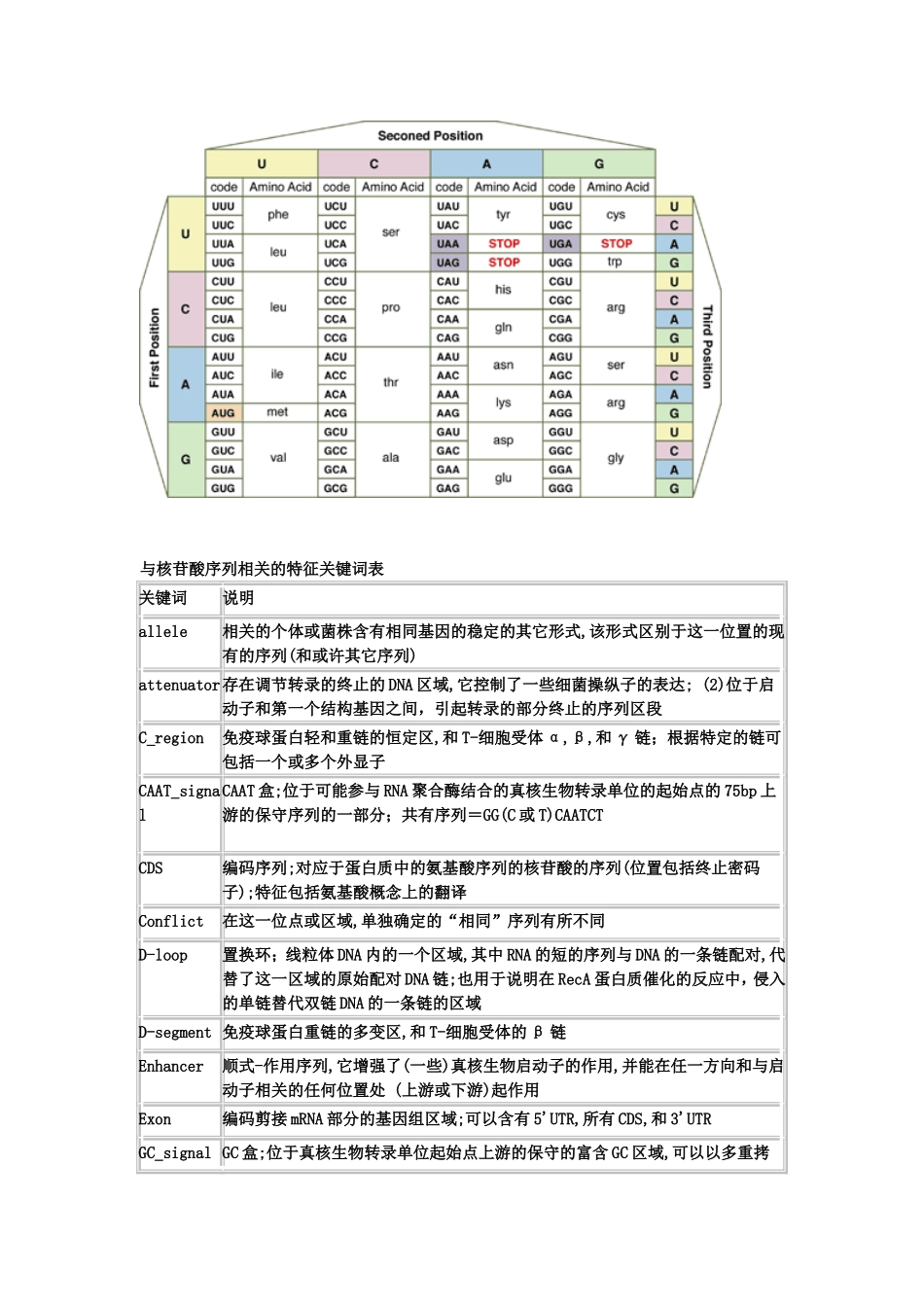 氨基酸密码子对照表_第2页