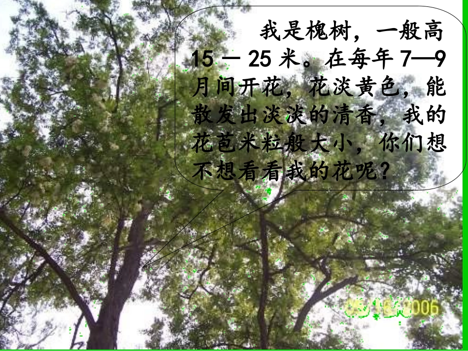 三年级上语文课件-槐乡的孩子1-人教版_第1页