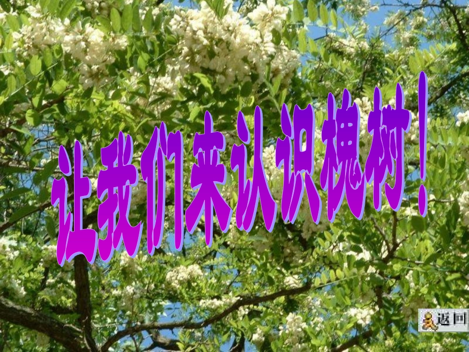 三年级上语文课件-槐乡的孩子1-人教版_第2页