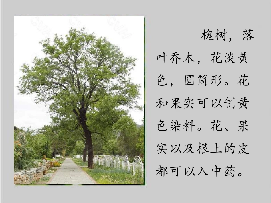 三年级上语文课件-槐乡的孩子1-人教版_第3页