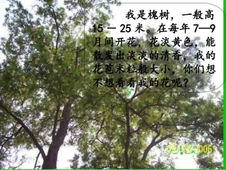 三年级上语文课件-槐乡的孩子1-人教版