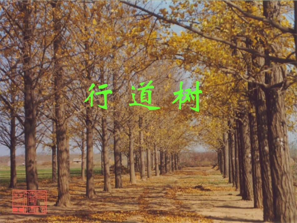 七年级语文上册《行道树》优秀课件（29页） 人教新课标版_第1页