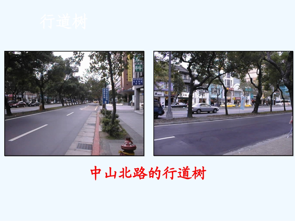 七年级语文上册《行道树》优秀课件（29页） 人教新课标版_第3页