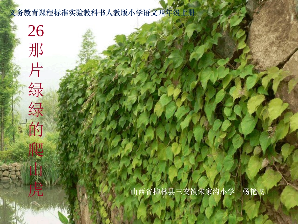 那片绿绿的爬山虎_1_第1页