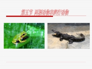 两栖动物和爬行动物课件