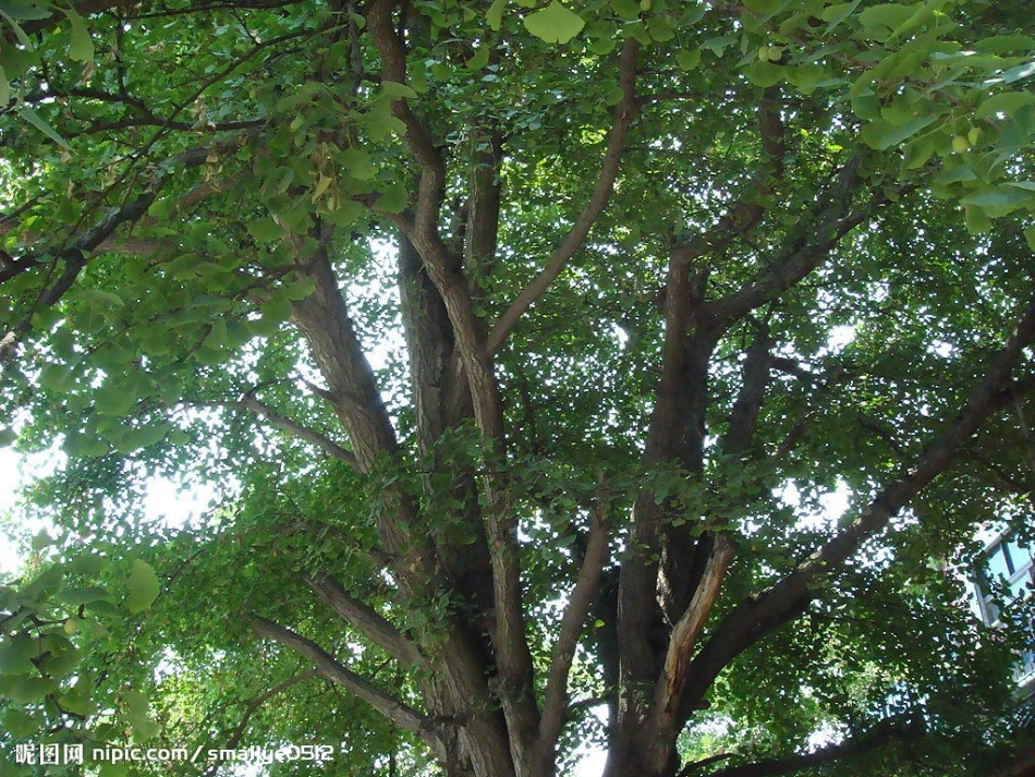 三年级银杏树的观察_第1页