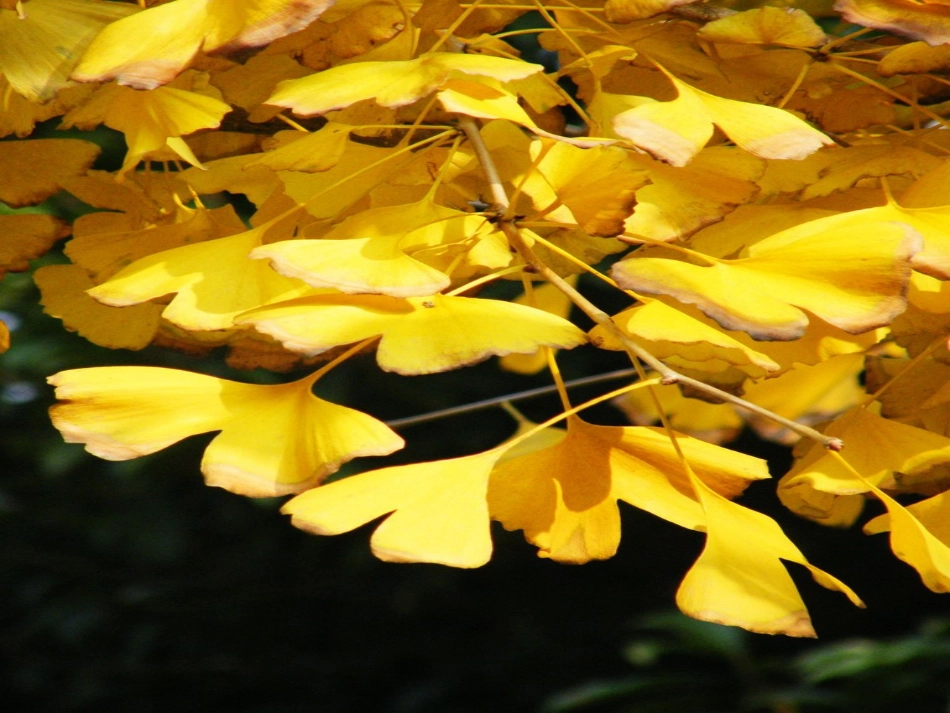 三年级银杏树的观察_第2页