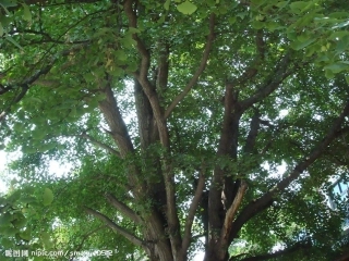 三年级银杏树的观察