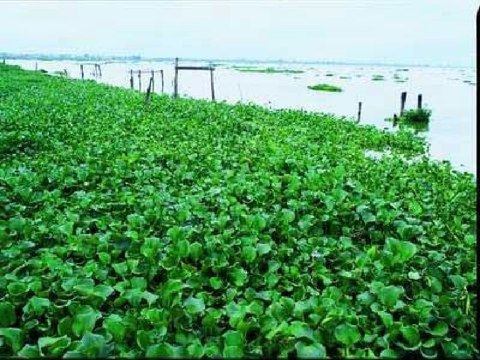 生物入侵者公开课版_第1页