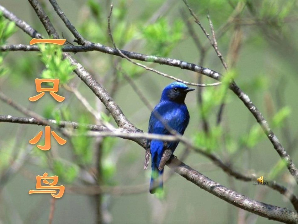 新一只小鸟课件_第1页