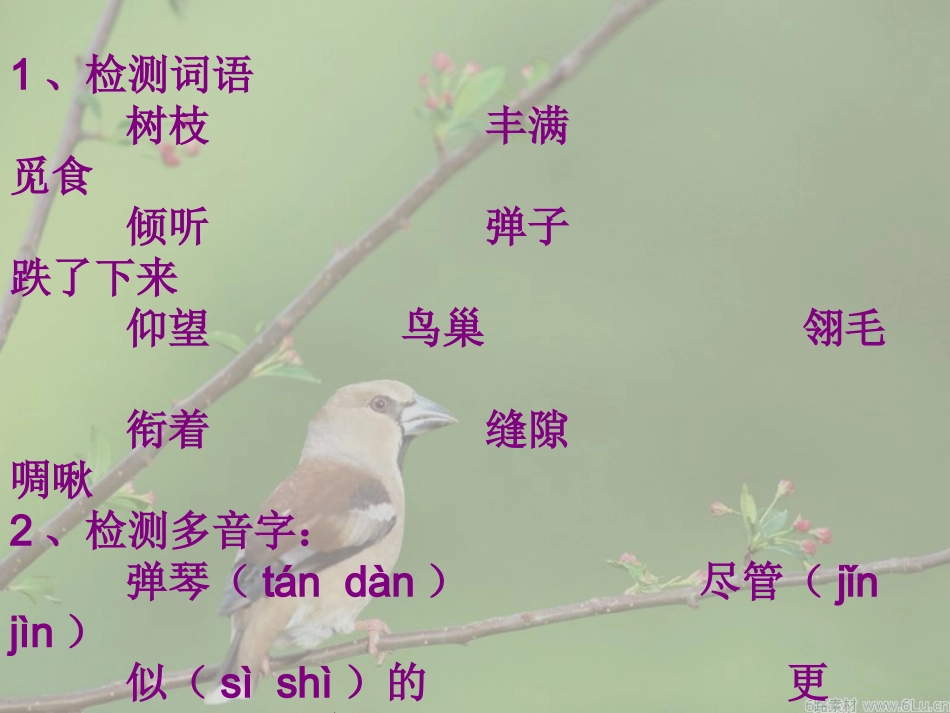 新一只小鸟课件_第3页