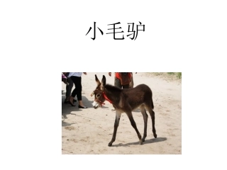 学歌曲-小毛驴
