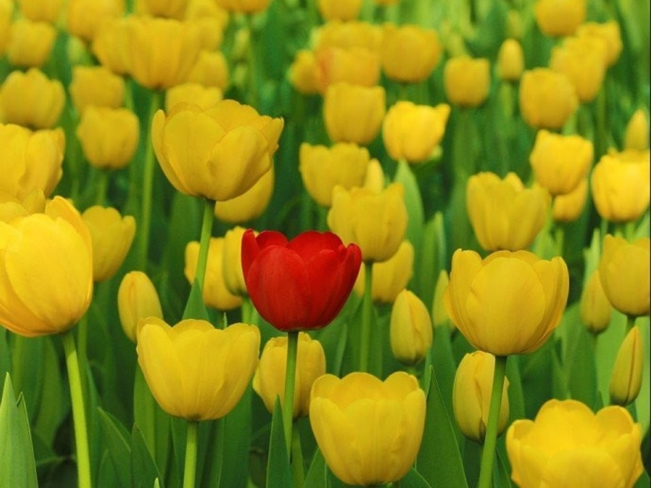 一模不一样课件_第2页