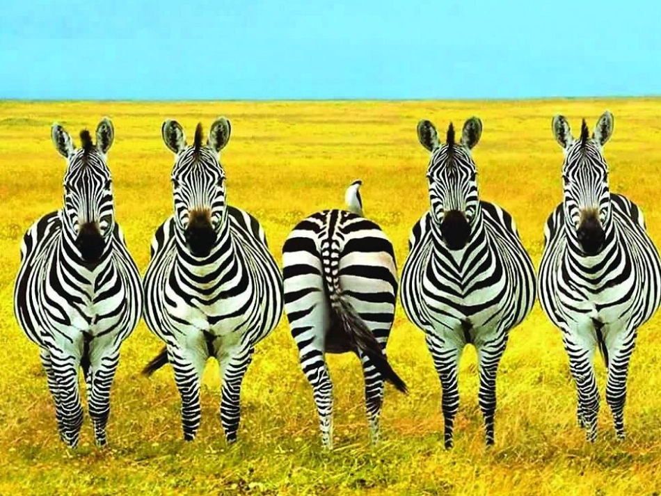 一模不一样课件_第3页