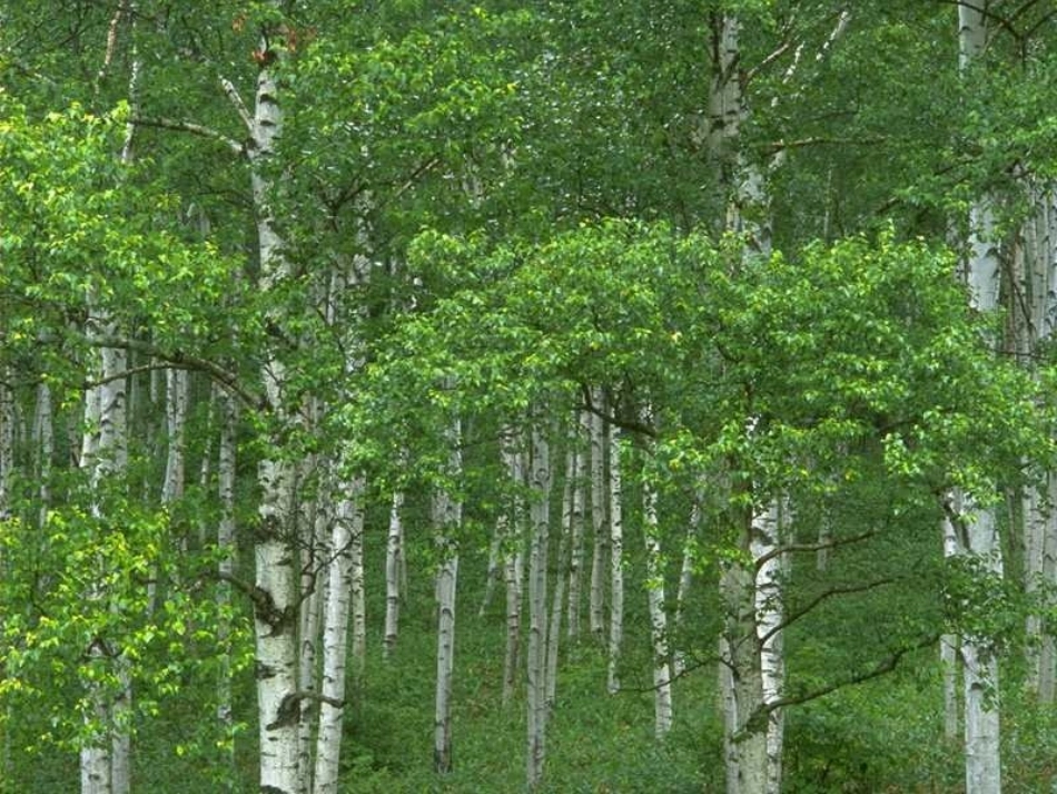 一个小村庄的故事4_第3页