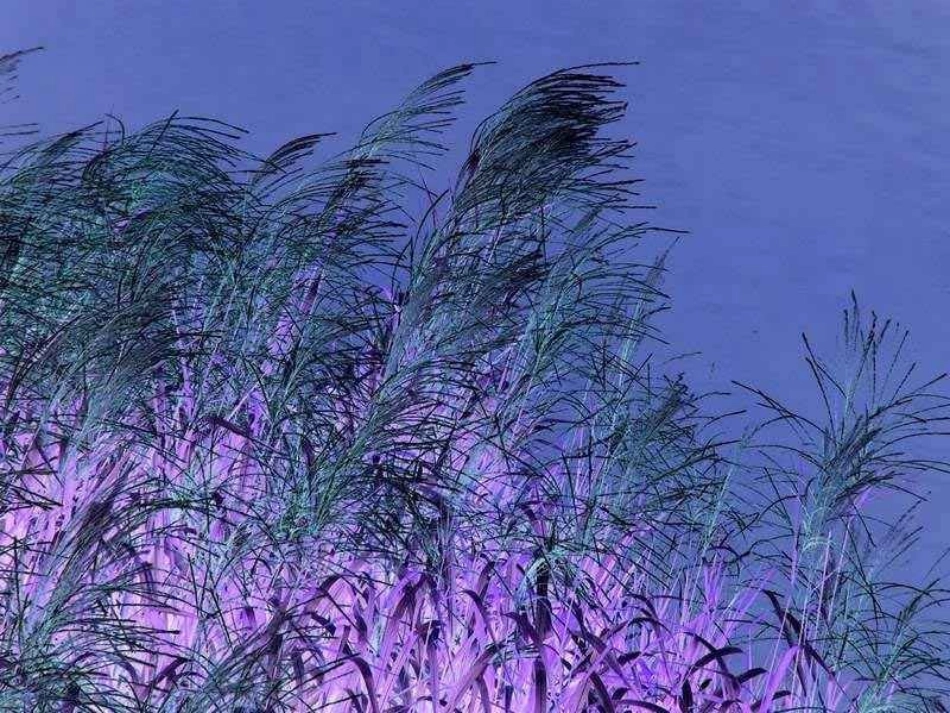 芦花荡1完成稿_第2页