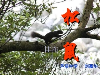 七年级语文下册松鼠导图