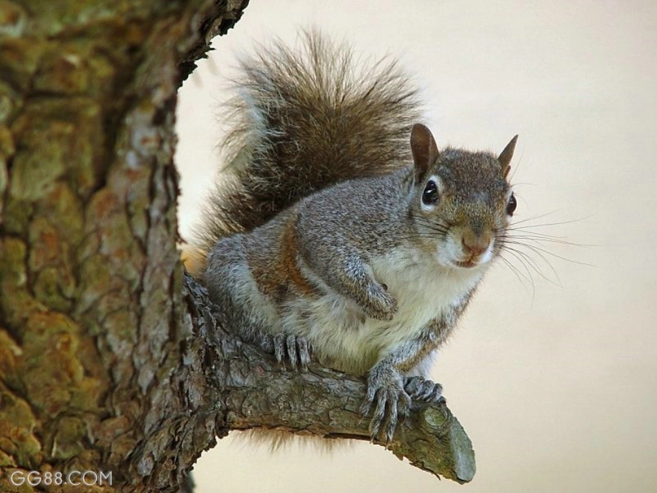 七（下）4-15《松鼠》（PPT）_第2页