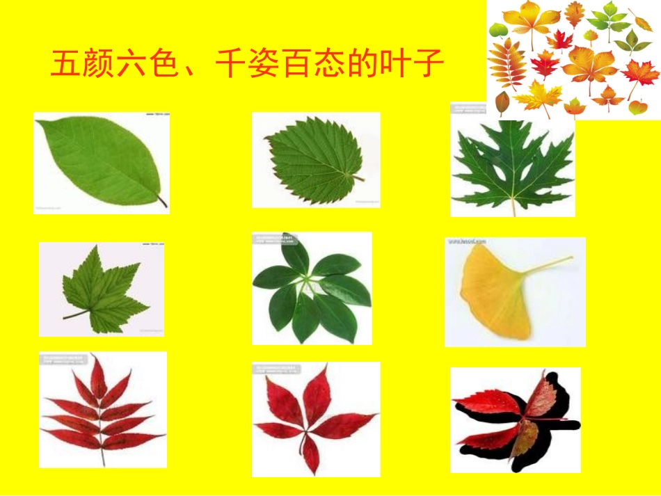 树叶画的制作_第3页